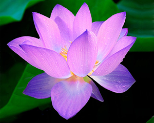 lotus<a href=